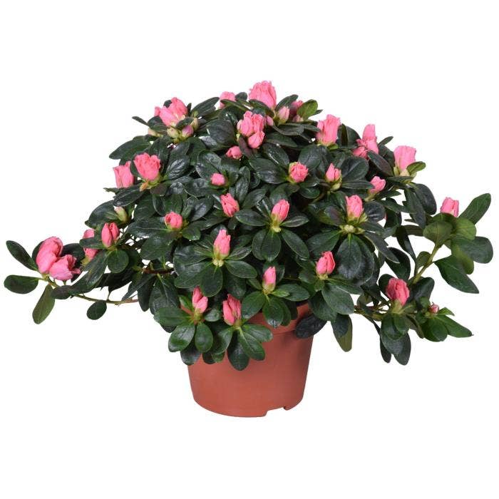 Azalea Luntera (Salmon)