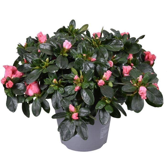 Azalea Luntera (Salmon)