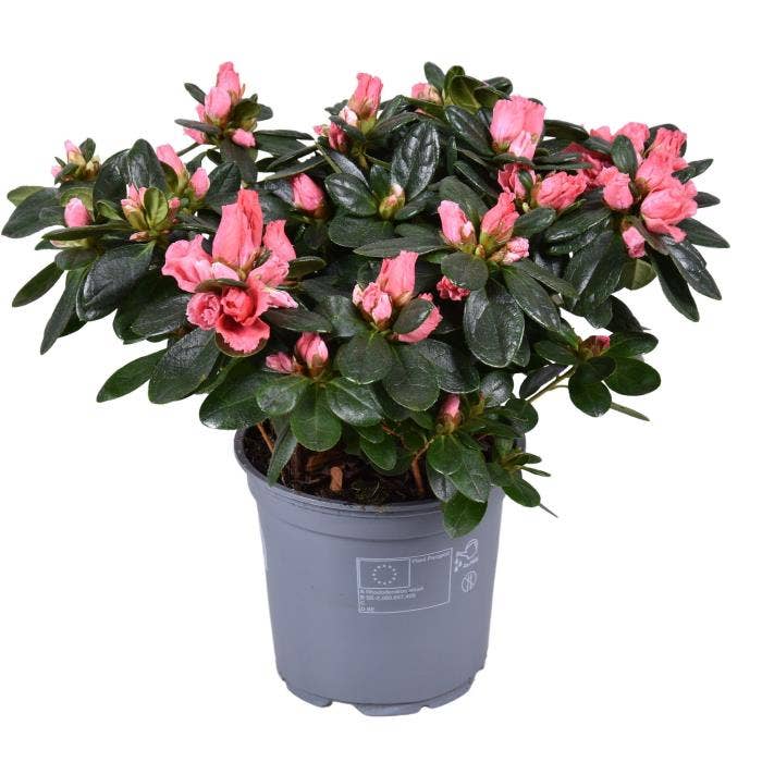 Azalea Luntera (Salmon)