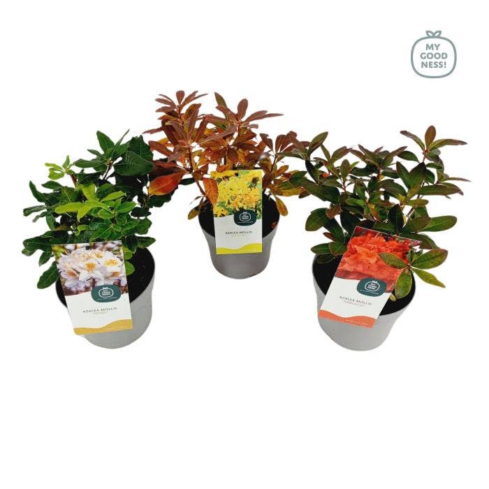 Azalea Mollis