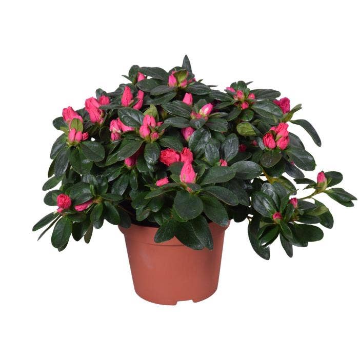 Azalea Nordlicht (Red)