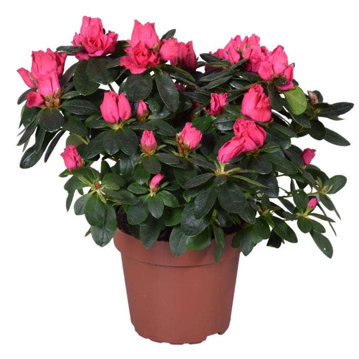 Azalea Nordlicht (Red)