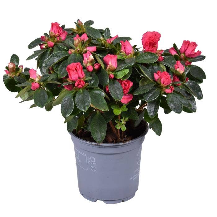 Azalea Nordlicht (Red)