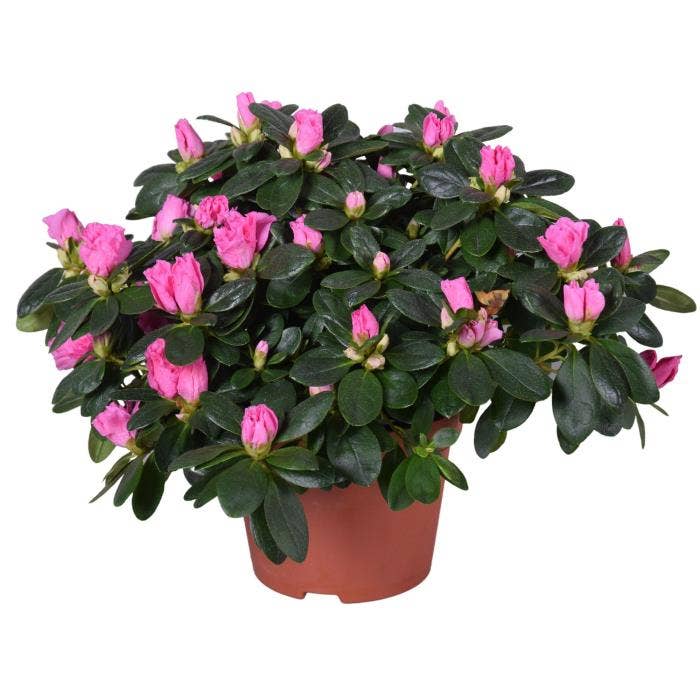 Azalea Pink