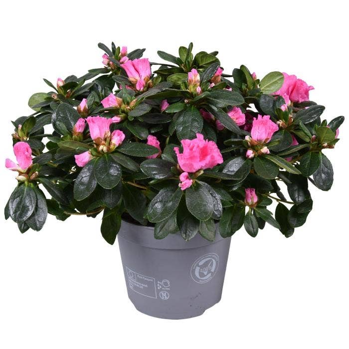 Azalea Pink