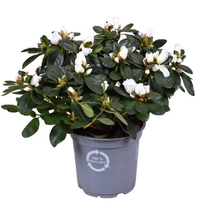 Azalea White