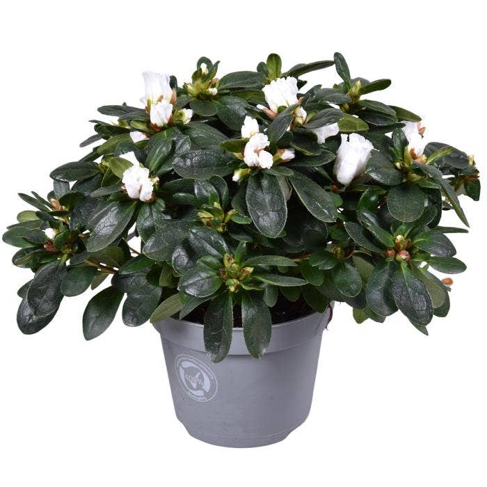 Azalea White