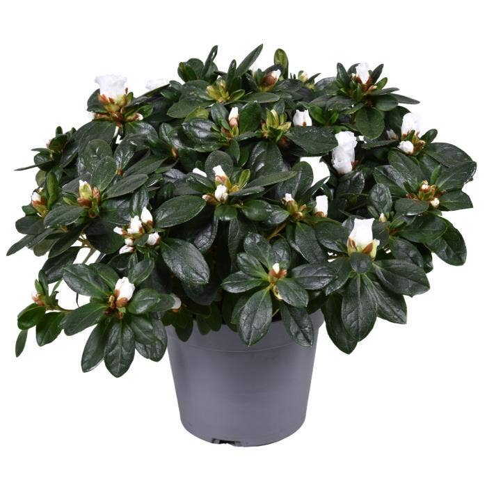 Azalea White