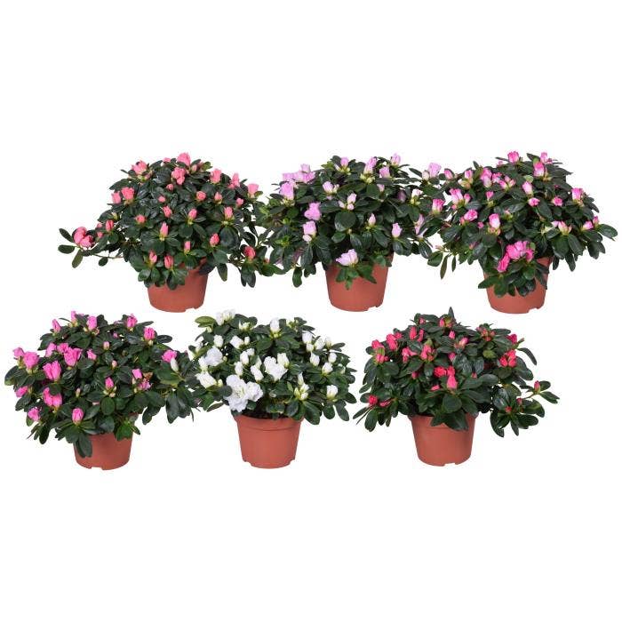 Azalea