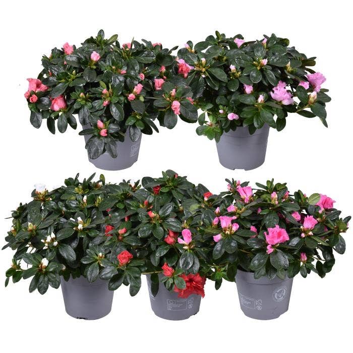 Azalea