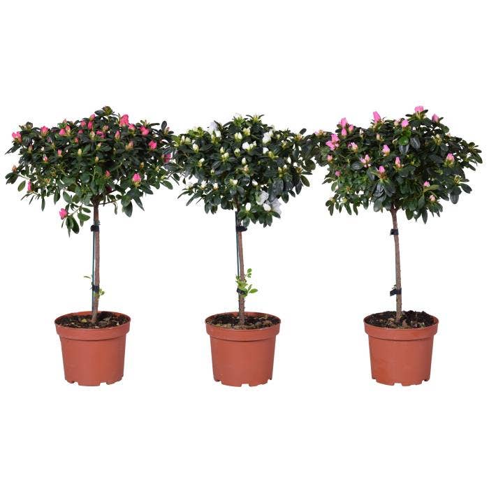 Azalea