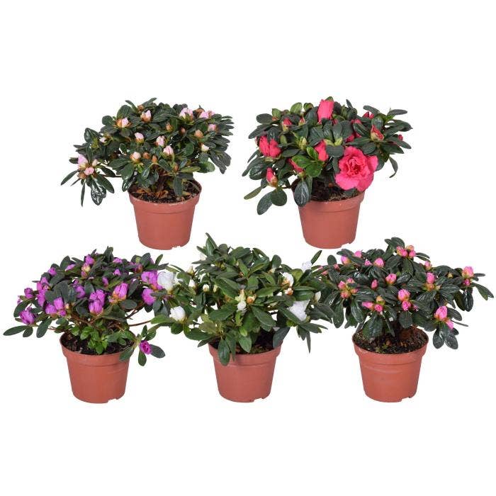 Azalea