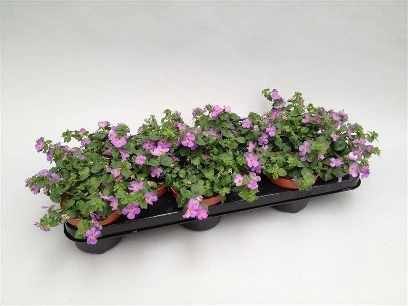 Bacopa Sutera 'Blue Showers'