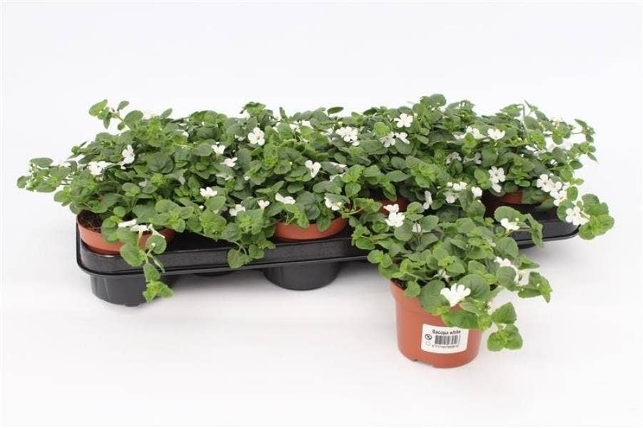 Bacopa Sutera 'White Showers'
