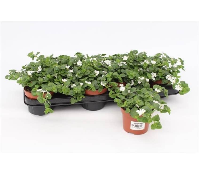 Bacopa Sutera 'White Showers'
