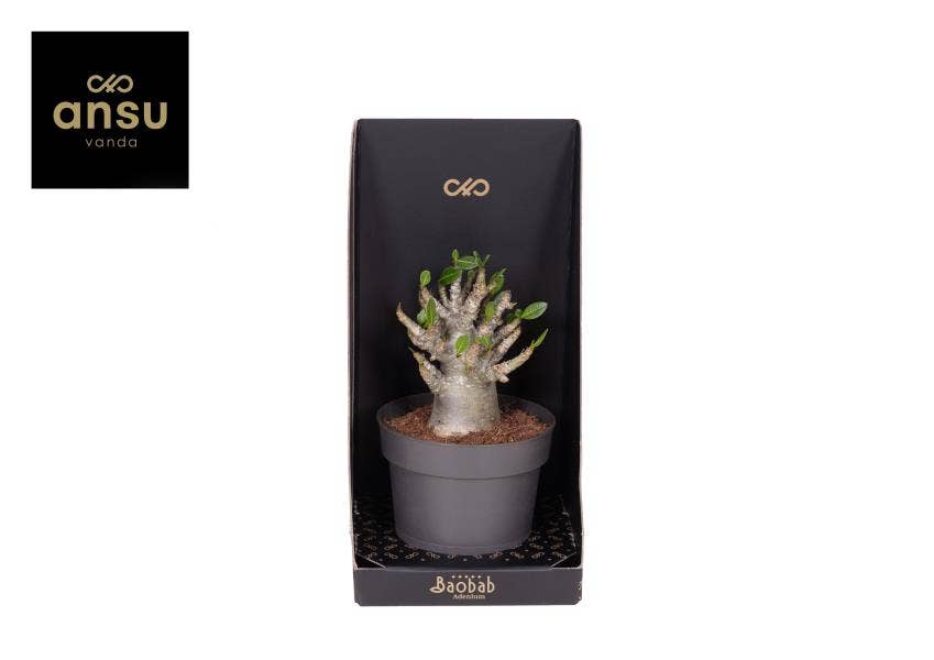 Baobab Adenium - Collection