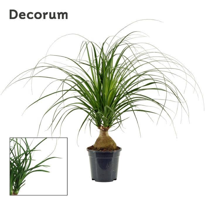 Beaucarnea recurvata ball