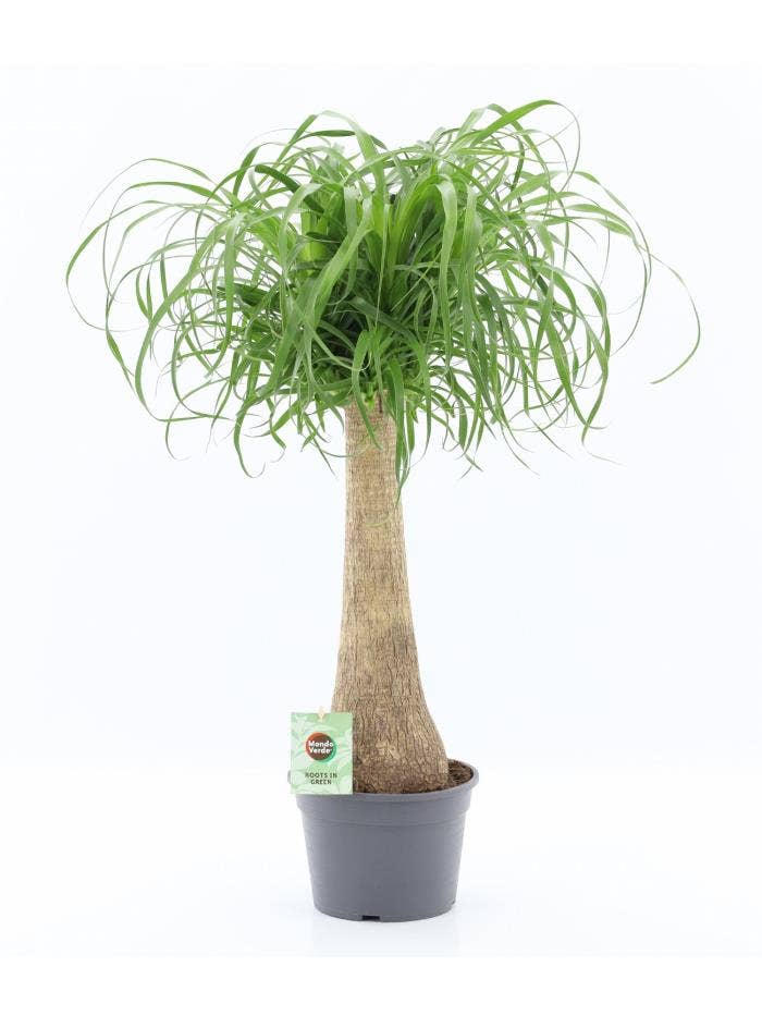 Beaucarnea recurvata stem