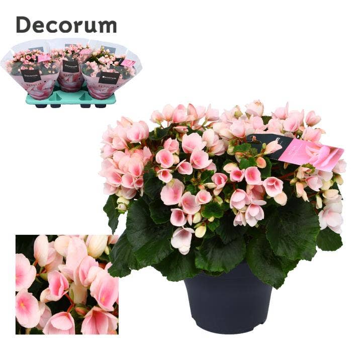 Begonia el. Betulia Light pink