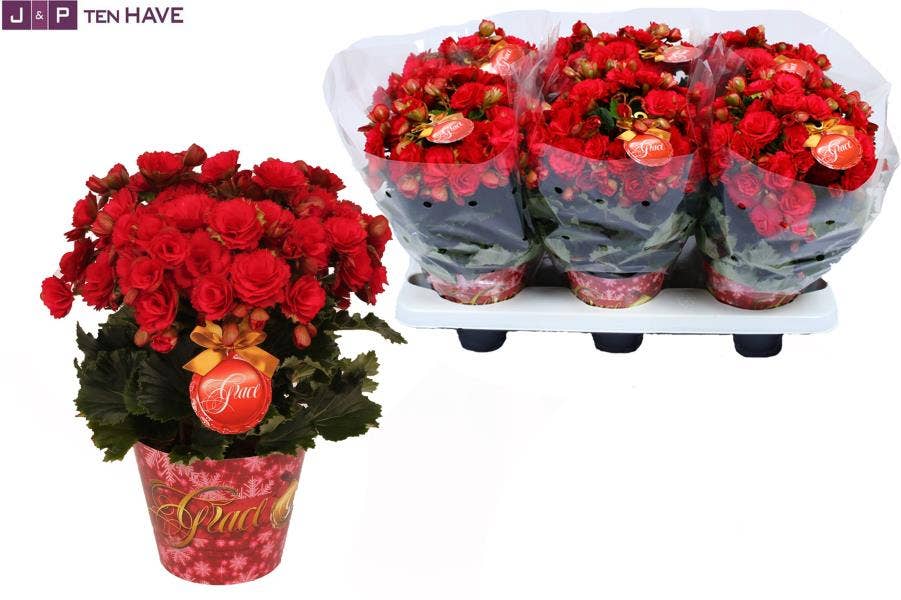 Begonia el. Grace in Potcover