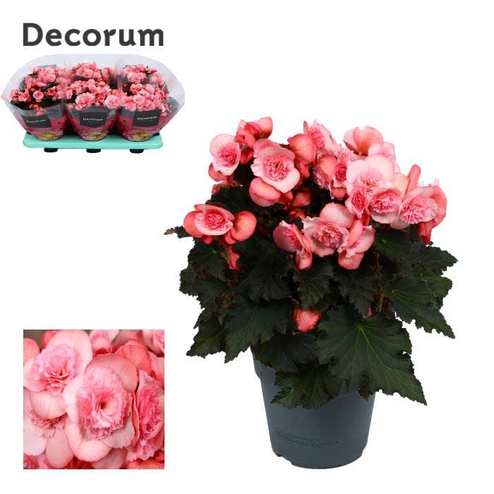Begonia el. Joy Pink