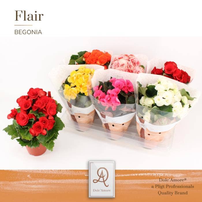Begonia el. (premium)