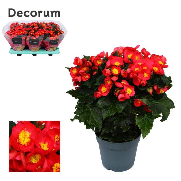 Begonia el. Valentino pink