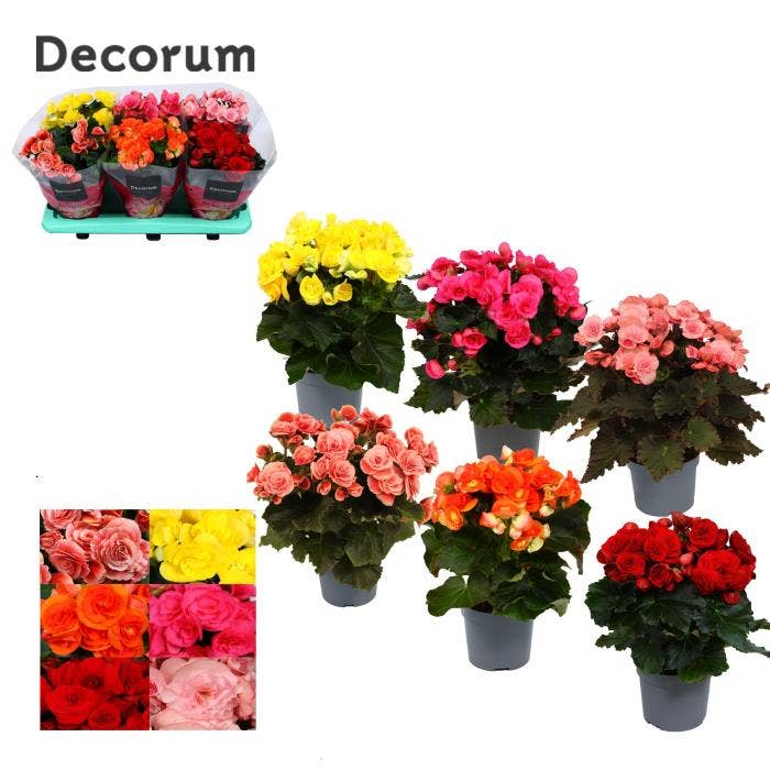 Begonia el.