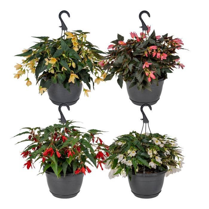 Begonia hanging