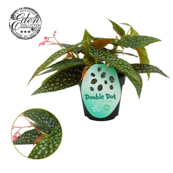 Begonia leaf Cane Hotspot