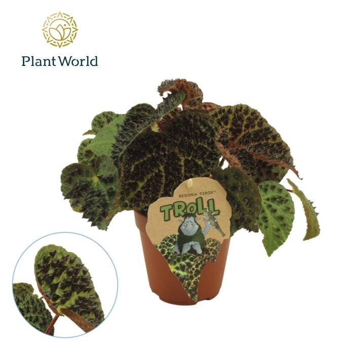 Begonia leaf Ferox