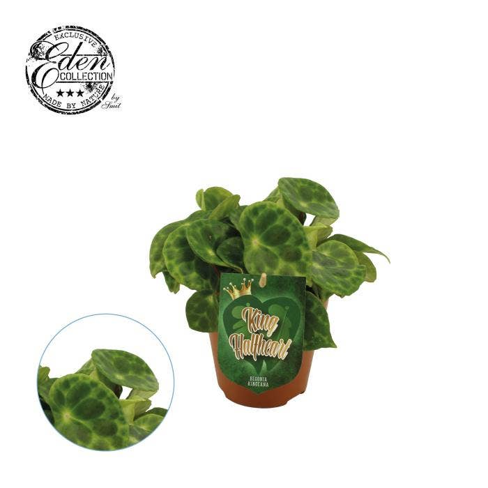 Begonia leaf Kingiana