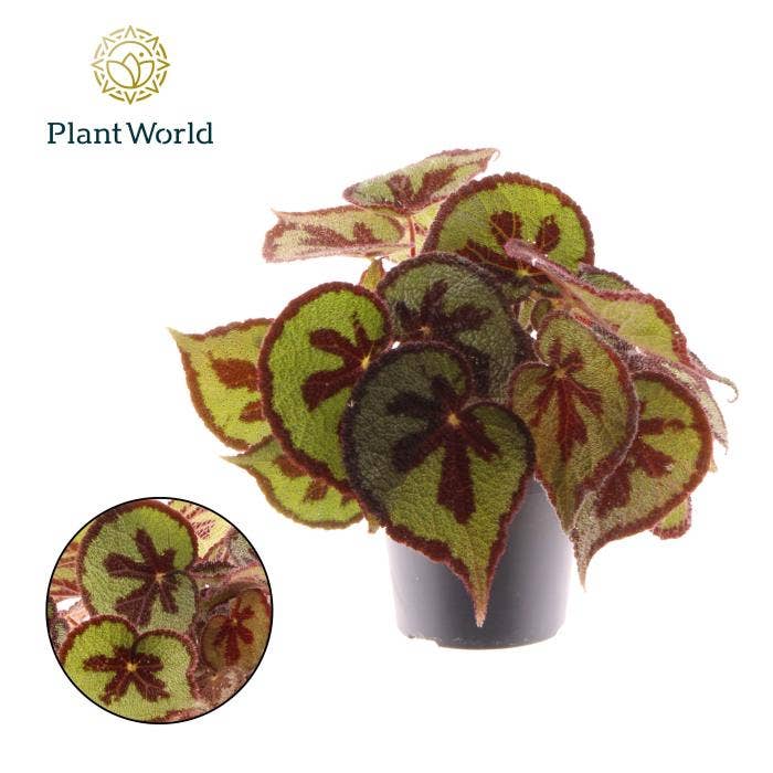 Begonia mas. Mountain