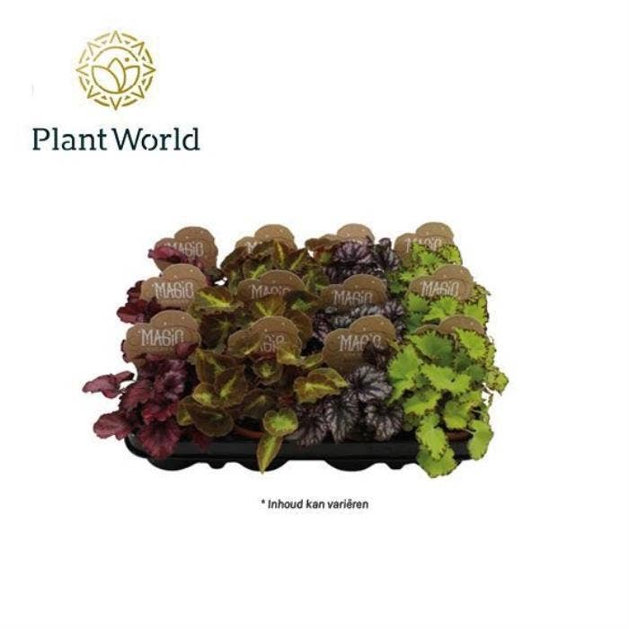 Begonia rex Magic Colours