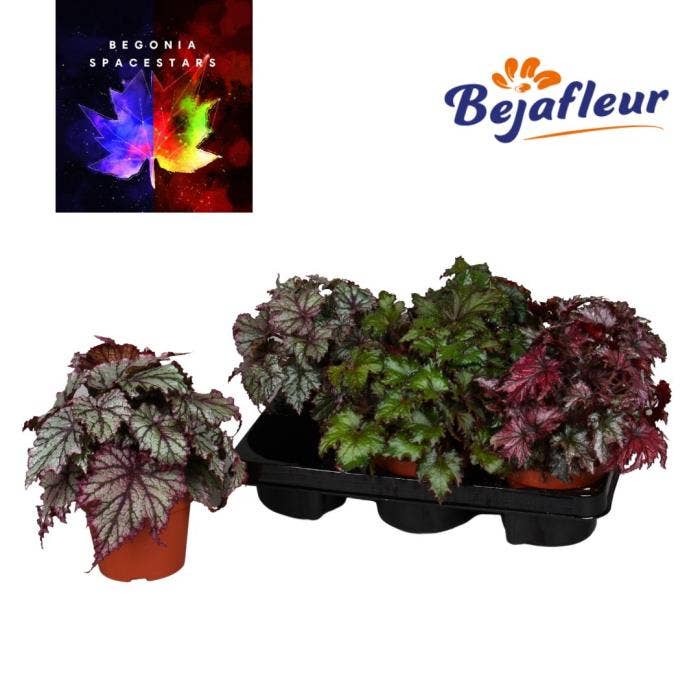 Begonia Rex Mix 12cm