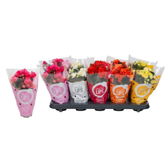 Begonia Sweeties