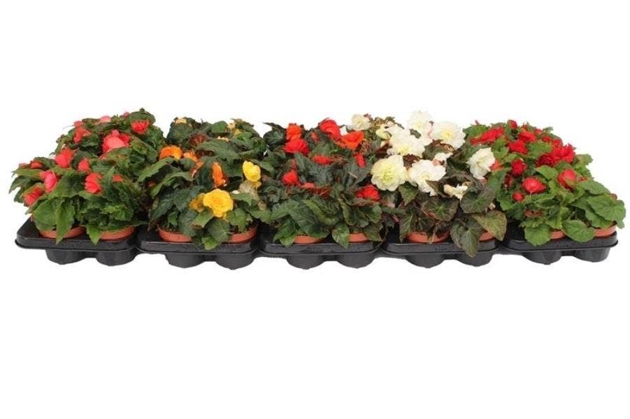 Begonia 'Tenella'
