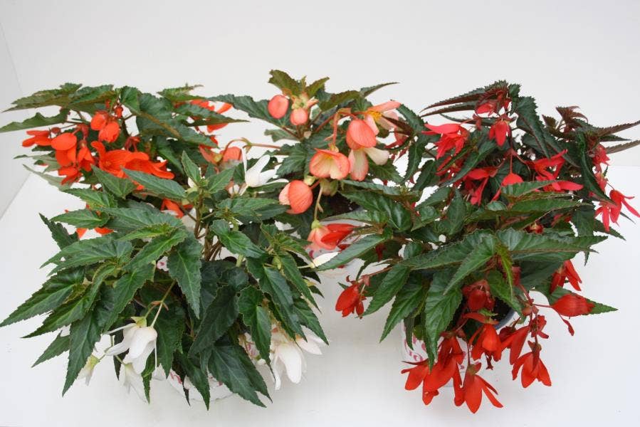 Begonia 'Waterfall Dreams'