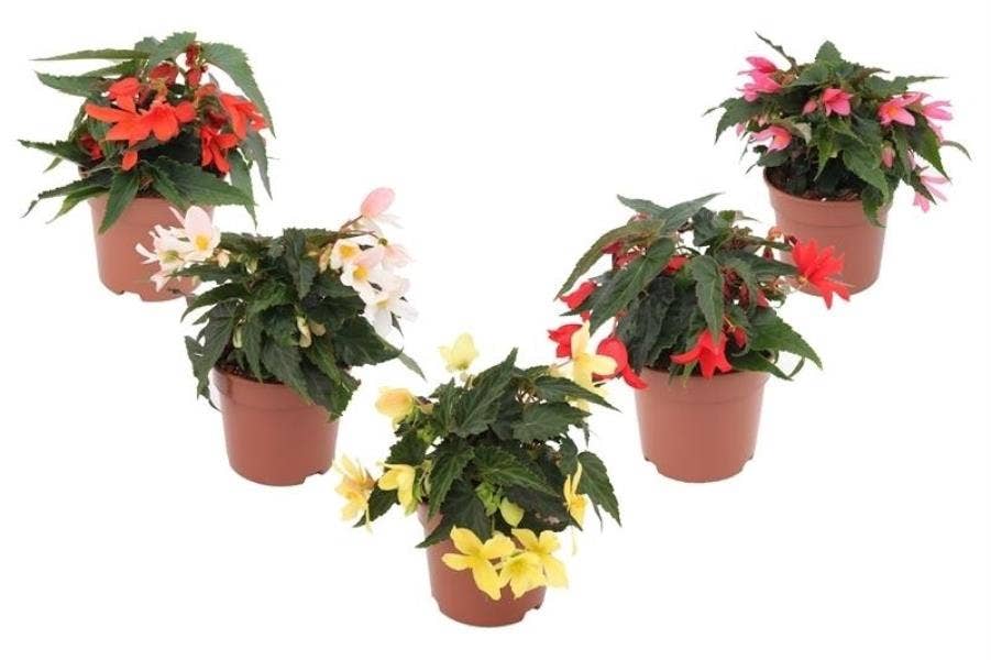 Begonia 'Waterfall'