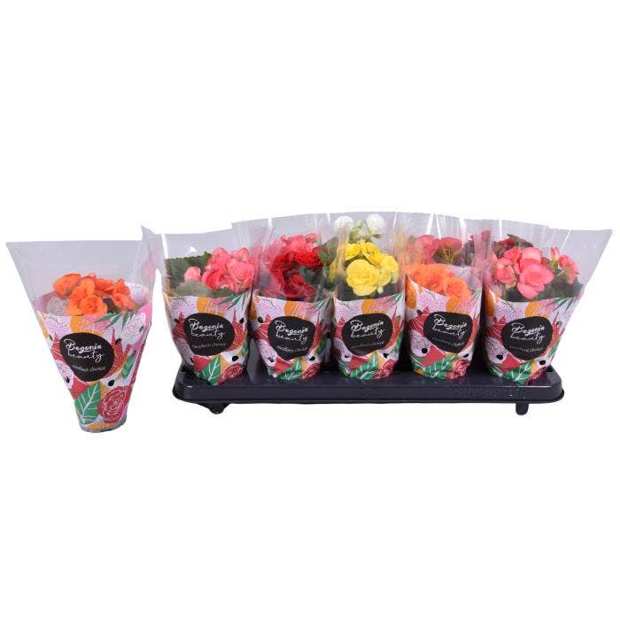 Begonia