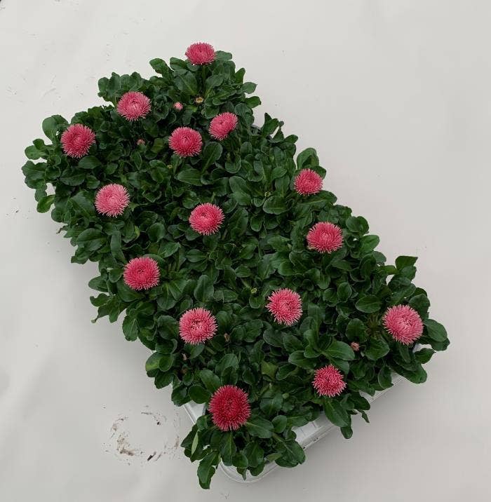 Bellis per. 'Roggli Pink'