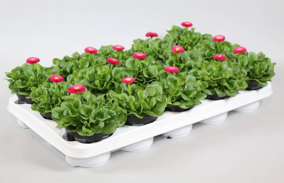Bellis per. 'Speedstar Pink'