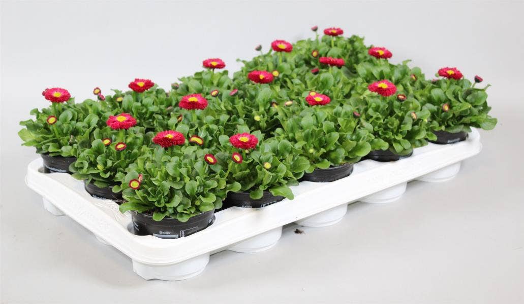 Bellis per. 'Speedstar Red'