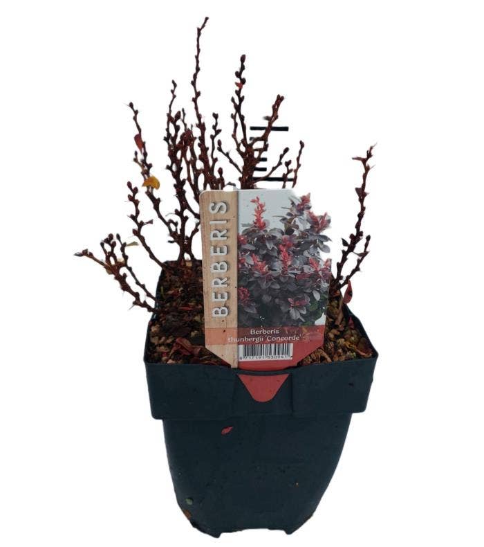 Berberis thu. 'Concorde'