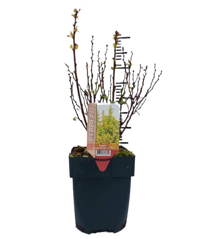 Berberis thu. 'Maria'