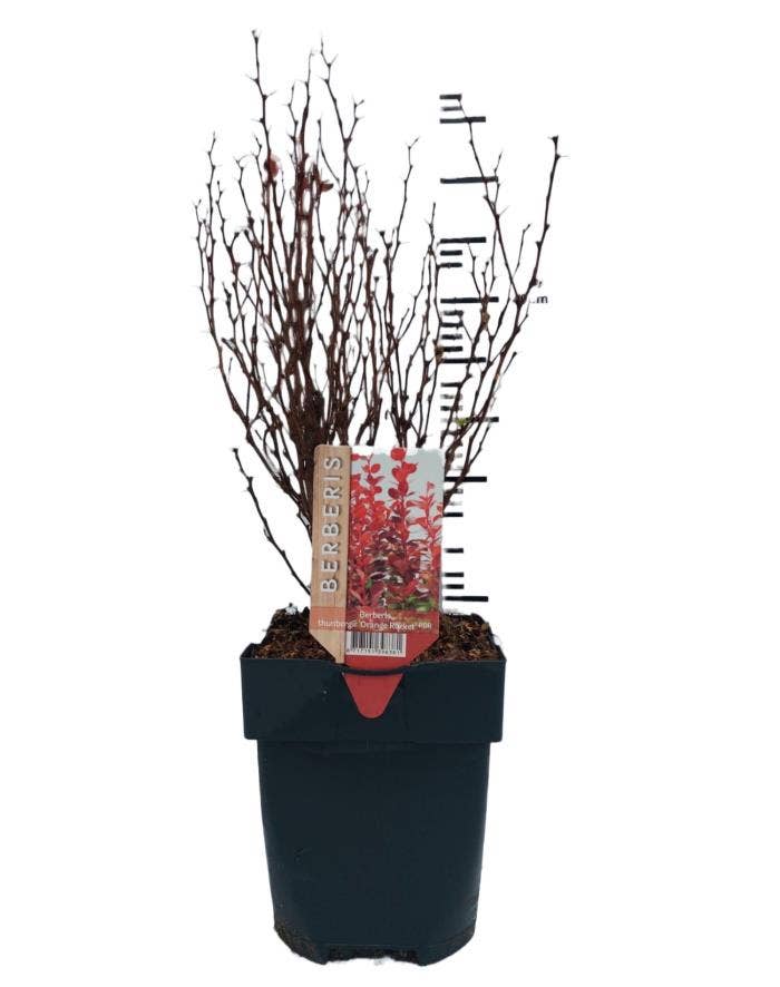 Berberis thu. 'Orange Rocket'