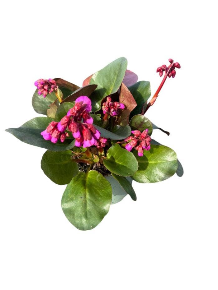 Bergenia cord. Ouverture