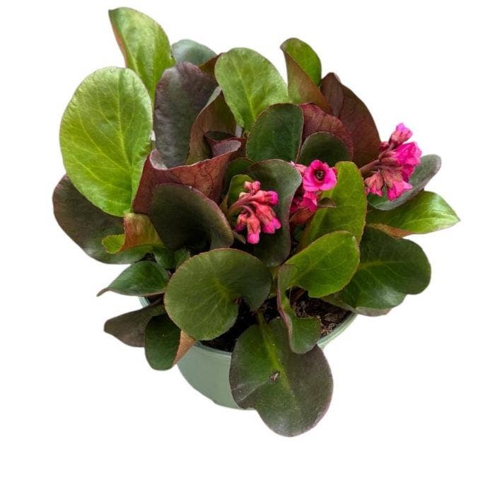 Bergenia 'Flirt'