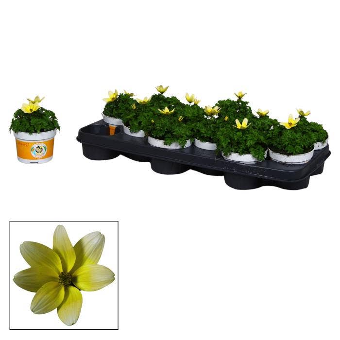 Bidens White and Yellow