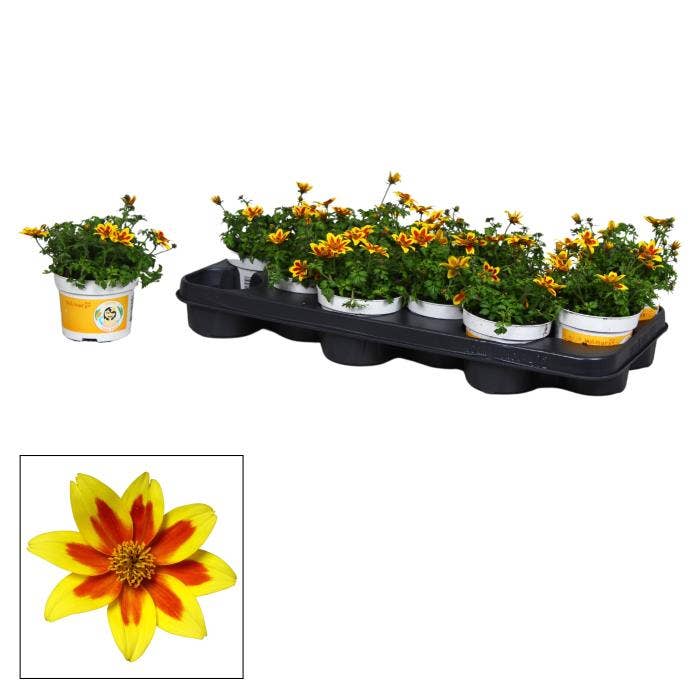 Bidens Yellow Red Star